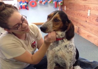 pet daycare and grooming in mackinac