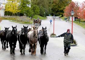 horses and dogs in mackinac island